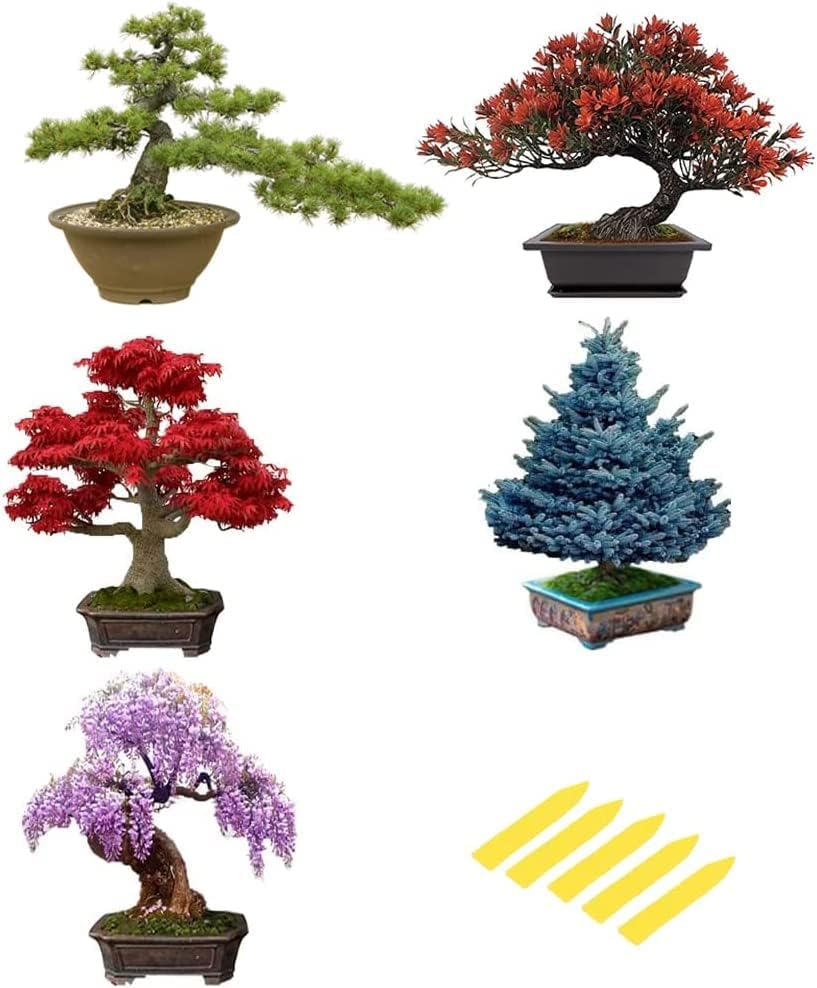 5 Pack Bonsai Tree Seeds, Wisteria Seeds, Black Pine Seeds, Blue Spruce Seeds, Red Maple Seeds, Flame Tree Seeds, Highly Prized for Bonsai by CZGrain