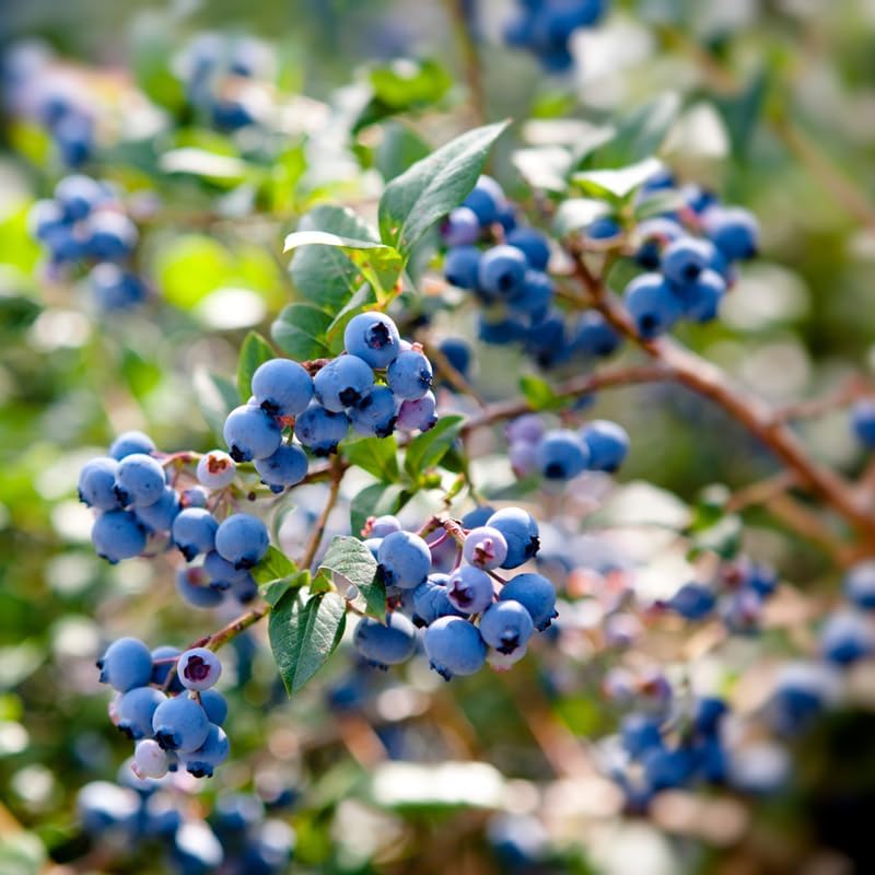2 Sunshine Blue Blueberry Plants Live, Berry Tree Seedling - Image 5