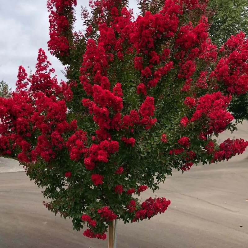 2 Red Crape Myrtle Trees - 6-12" Tall Live Plants - Quart Pots - Image 7