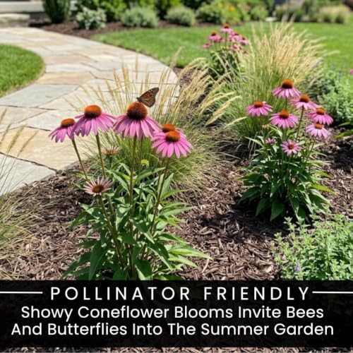 3 Purple Coneflower Live Plant Plugs – Echinacea Summer Flowering Perennial - Image 5