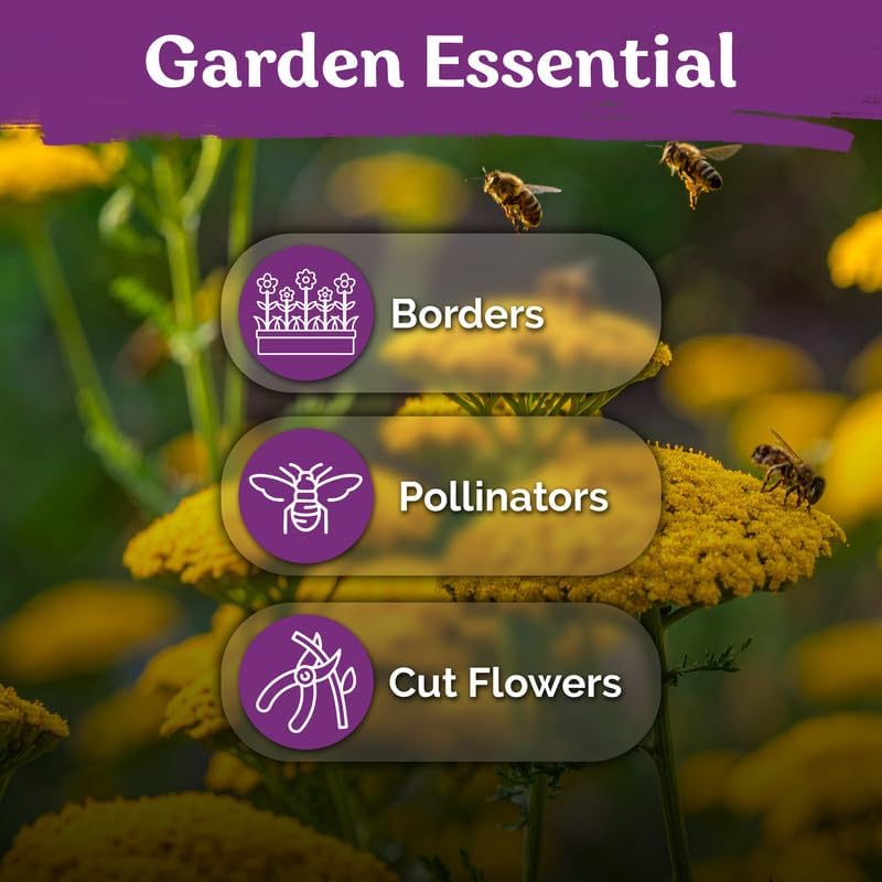 14,000 Gold Yarrow Heirloom Flower Seeds, Achillea Filipendulina - Image 6