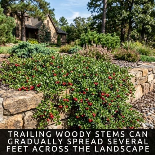 30 Bearberry Seeds | Arctostaphylos Uva-Ursi Evergreen Groundcover Seeds - Image 5