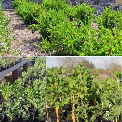 Gooseberry Bush Live Plant, Backyard Berry Shrub, 5-9 Inch Tall - Image 4