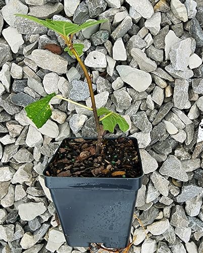 Greenwood Nursery: Live Trees - Fignomenal Dwarf Fig Tree + Ficus carica - [Qty: 5X 3.5 Pots] - (Click for Other Available Plants/Quantities) - Image 2