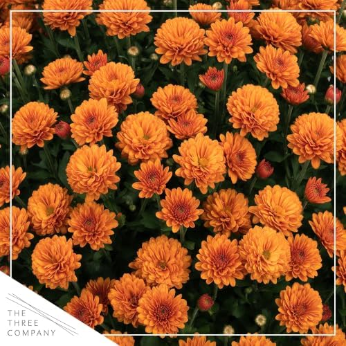 Chrysanthemum (Whiskey Barrel Deco Pot), Orange Blooms, Live Fall Flowering Perennial, 15" Tall by 12" Wide in 3 Qt Pot - Image 2