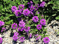 Greenwood Nursery: Live Perennial Plants - 'Homestead Purple' + Verbena Canadensis - [Qty: 2X Pint Pots] - (Click for Other Available Plants/Quantities) by GreenwoodNursery