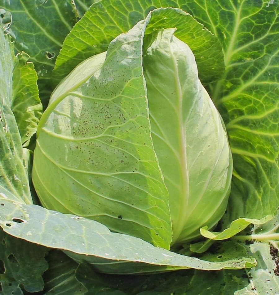 500 Early Jersey Wakefield Cabbage Seeds for Planting Heirloom Non-GMO 2+ Grams Garden Vegetable Bulk Survival Hominy - Image 2