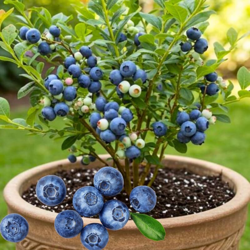 2 Southern Highbush Blueberry Plants Live for Outdoor Growing, Blue Blueberry Trees Live Plants, Blueberries Bushes, Hardy and High Yield Seedlings, Starter 4 to 7", No Pot - Image 3