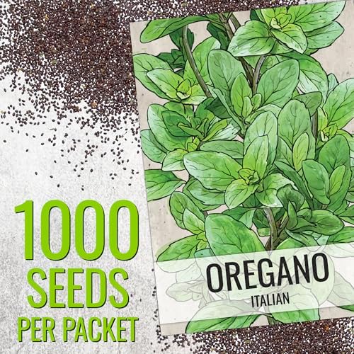 Seed Needs Italian Oregano Seeds to Plant an Herb Garden - 1 Pack - Image 3