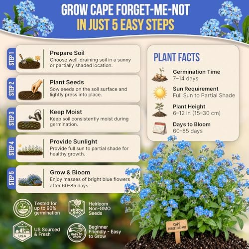 Cape Forget-Me-Not Seeds Pack 3G - Over 1,400 Non-GMO Heirloom Cape Forget-Me-Not Seeds for Planting Flowers in Individual Seed Packet, Flower Seeds for Planting Home Garden Indoor & Outdoor Gardening - Image 6