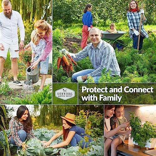 Muncher Cucumber Seeds for Planting - Low-Acid Slicing Cucumbers (2 Packs) - Image 5