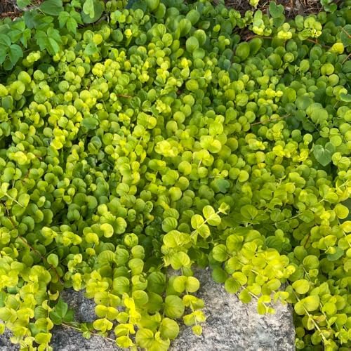 Golden Creeping Jenny Plant Live, Perennial Ground Cover, 2-5 Inch Tall - Image 5