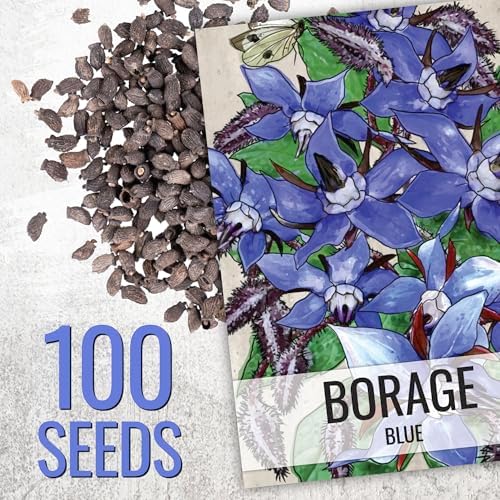 Seed Needs Borage Seeds to Plant an Herb Garden - 1 Pack - Image 2