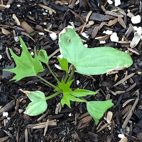 Seed Needs Cardinal Climber Seeds to Plant Red Flowering Vines 2 Packs - Image 5