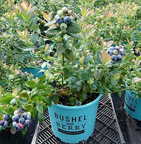 Bushel and Berry™ - Vaccinium Pink Icing (Blueberry) Edible-Shrub, , #2 - Size Container - Image 3