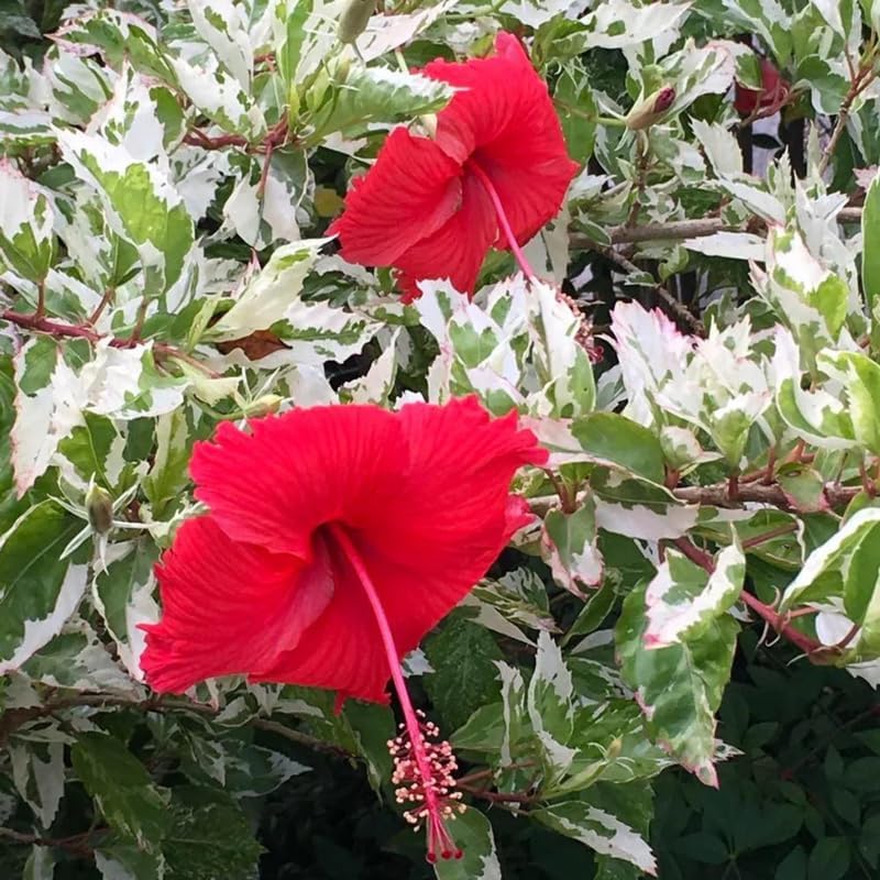 3 Variegated Red Hardy Hibiscus Plants Live, Flowering Shrub, 4-7 Inch Tall - Image 3