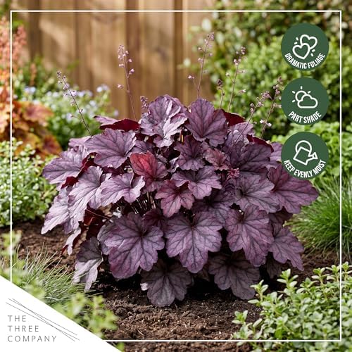 Heuchera (Coral Bells) - Shades of Purple, Live Shade Perennial, 10" Tall by 6" Wide in 2 Qt Pot - Image 7