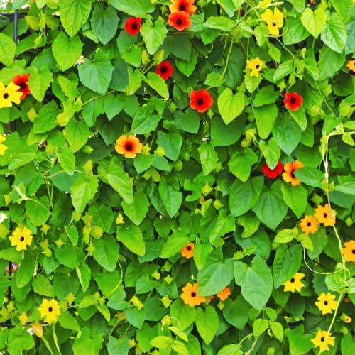 Park Seed Black-Eyed Susan Vine – Pack of 25 - Image 5