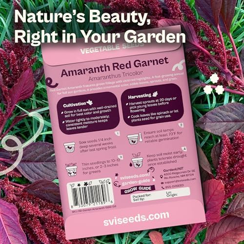 SVI 1500 Red Garnet Amaranth Seeds (Amaranthus Tricolor) – Josephs Coat Plant Seed Packets Bulk, Deep Red Amaranthus Flower – Heirloom Vegetable Seeds for Outdoor Garden, Vegetable Garden, Containers - Image 2