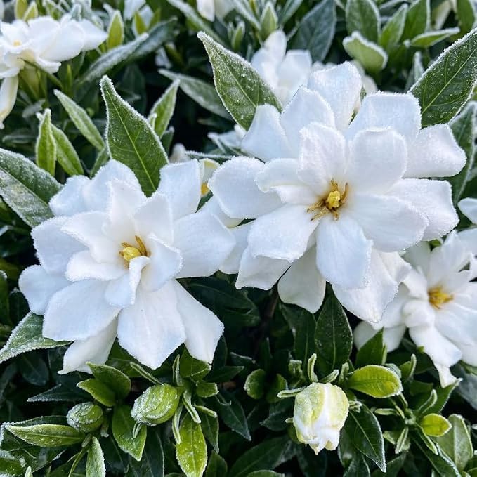 Frostproof Jasmine Vine Live Plant, Patio Container Flower, 4-7 Inches - Image 6