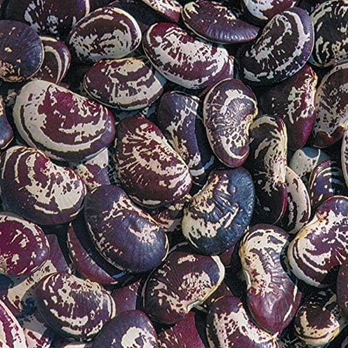 Christmas Pole Lima BEAN Seeds! - A Heavy Bearing, Long Season Climbing Bean!!(25 - Seeds) - Image 5