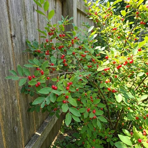 Huckleberry Tree Live Plant, Outdoor Garden Berry Bush, 6-10 Inch Tall - Image 6