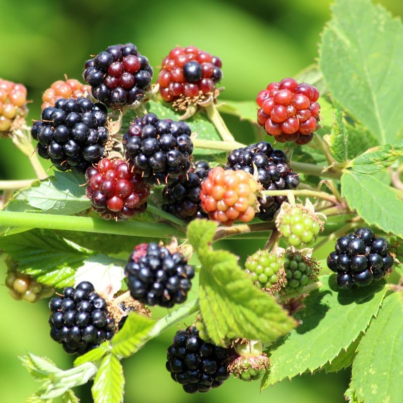 2 Navaho BlackBerry Plants Live, Thornless Fruit Berry Tree, 5-8" Tall - Image 2