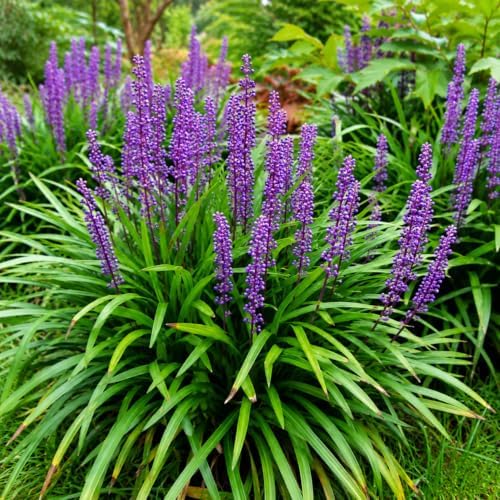 Big Blue Liriope Grass - Live Plant - Gallon Pot - Image 4