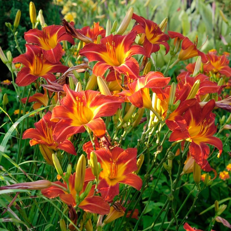 10 Daylily Bare Roots for Planting, Fast Growing, Hardy Perennial Flowers, Ideal for Border Gardens, Beds & Outdoor Landscaping - Image 2
