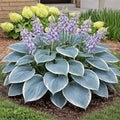 Bressingham Blue Hosta Plant for Growing - Easy to Grow Hosta Plant - Perennial (5 Plants) by CZGrain