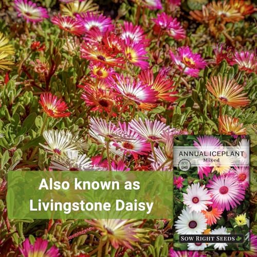 Sow Right Seeds - Mixed Annual Ice Plant Seed for Planting Flower Garden - Image 3