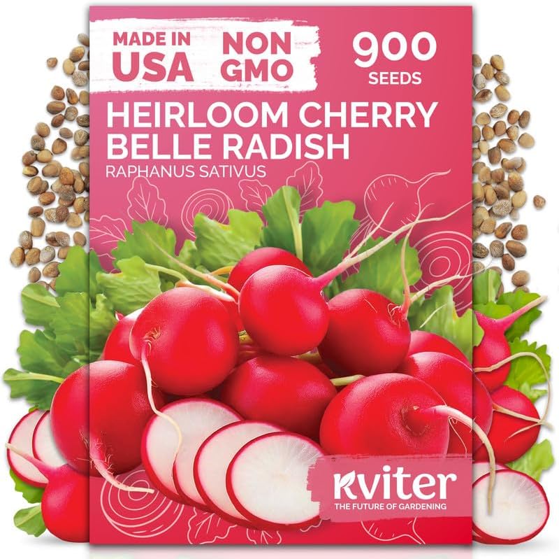 900 Cherry Belle Radish Heirloom Vegetable Seeds, Raphanus Sativus by KVITER