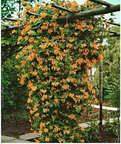 Mandarin Honeysuckle Vine - Perennial - Lonicera - 2.5" Pot by Hirt%27s+Gardens