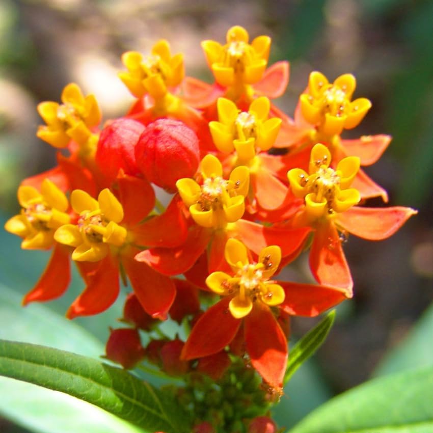 Milkweed Live Plant | 4 Inch Tall | Flowering Outdoor Plant for Garden Beds, Containers & Pollinator-Friendly Spaces | Easy to Grow - Image 2