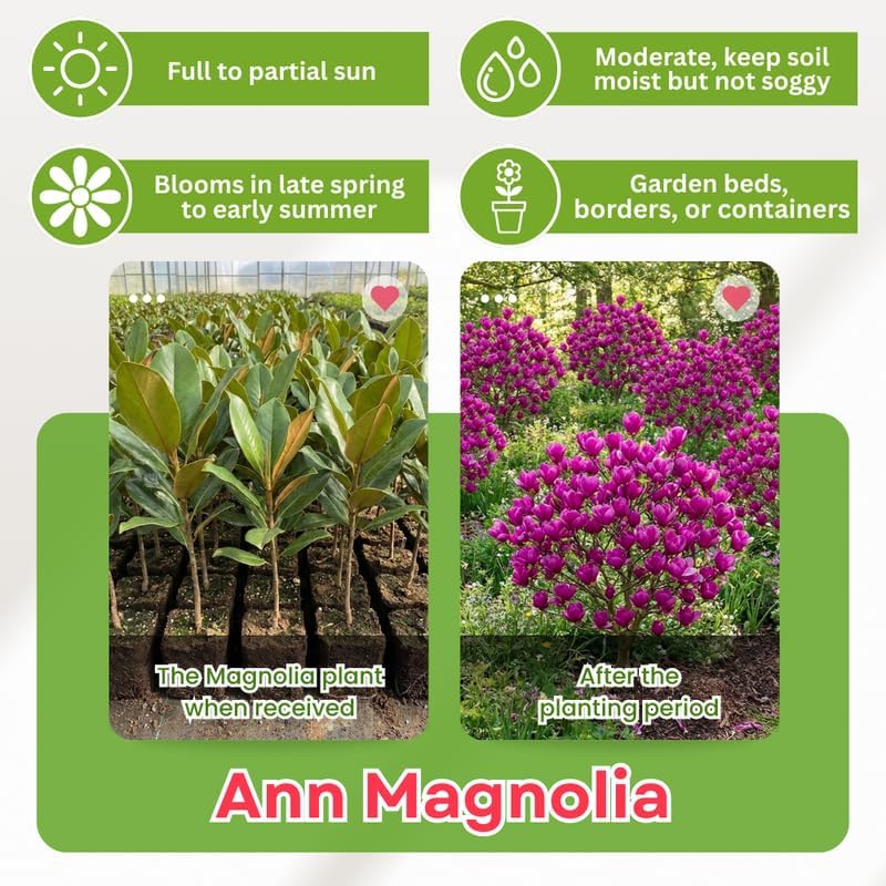 Ann Magnolia Flower Tree, Hardy Ornamental Flowering Plant, Gallon Pot - Image 3