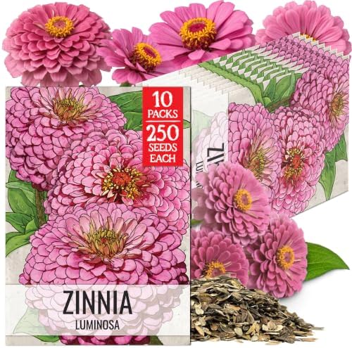 Seed Needs Luminosa Zinnia Seeds to Plant Cut Flowers - 10 Packs by SeedNeeds