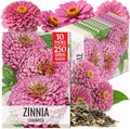 Seed Needs Luminosa Zinnia Seeds to Plant Cut Flowers - 10 Packs by SeedNeeds