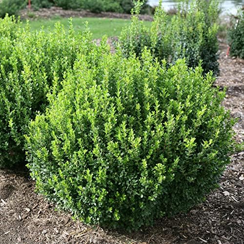 Proven Winners Sprinter Boxwood, Live Evergreen Shrub, 3 Gallon - Image 4