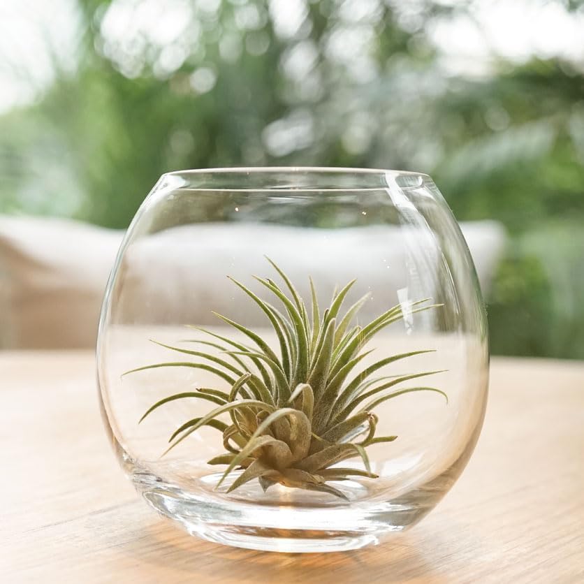 Shop Succulents - Live Ionantha Mini Tillandsia Indoor Air Plants, 20 Pack - Image 5