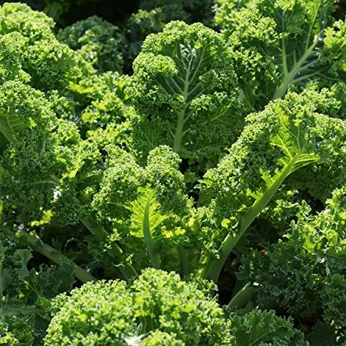 Organic Kale Seeds (Vates Blue Scotch Curled) - Approx 500 Seeds - USDA Organic, Non-GMO, Open Pollinated, Heirloom, USA Origin (Pack of 2) - Image 3