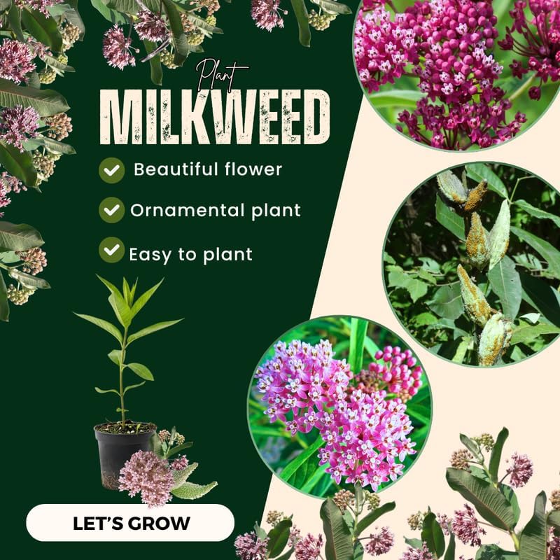 4 Pink Milkweed Live Plants, 4-9 Inch Tall, Asclepias Tuberosa Butterfly - Image 2