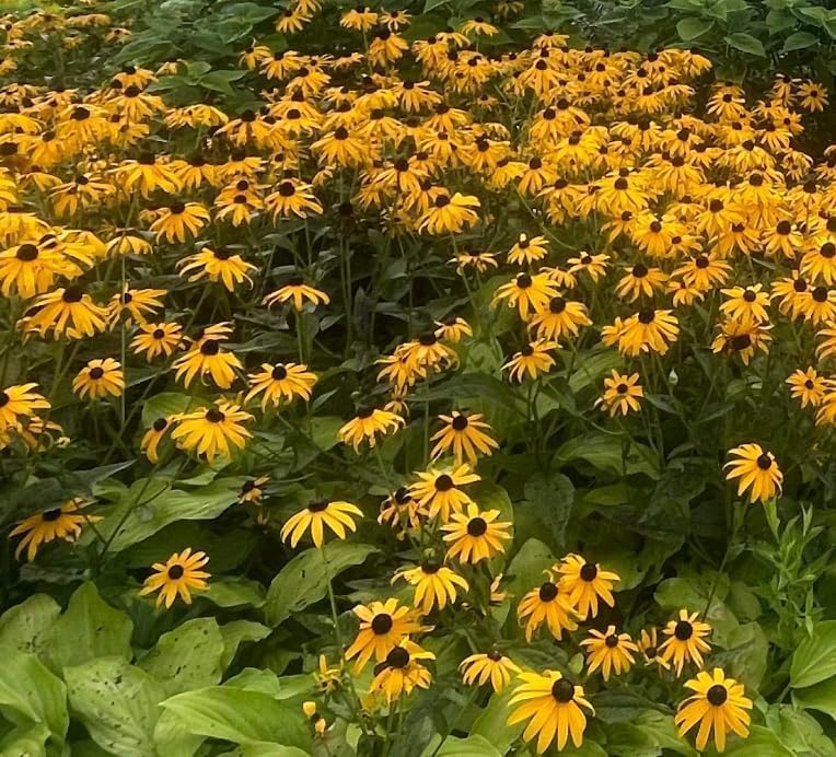 6 Brown-Eyed Susan (Rudbeckia triloba) Outdoor Native Plant Plugs in Individual pots, Direct from Grower, no neonicotinoids, Supports pollinators - Image 7