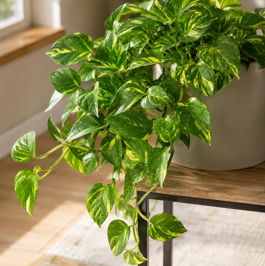 Golden Pothos Indoor Plant, Trailing Vine, Air Purifying, Heart Leaf Philodendron Vine Variegated Pothos Climbing Vines, 4 Inc Pot - Image 7