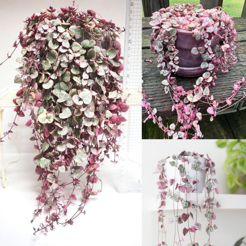 Ceropegia Woodii Variegated String of Hearts Vine Houseplant, 2.5" Pot - Image 4