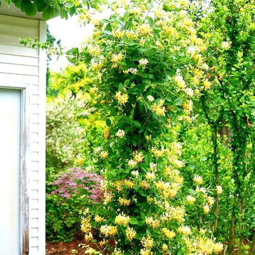 2 Gold White Honeysuckle Bushes Live Plants, Flower Vine, 5-9 Inch Tall - Image 3