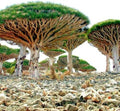 Dragon Tree Seeds to Grow - 10 Seeds - Dracaena Draco Seeds for Planting - Exotic Tree Seeds - Indoor Bonsai Tree by CZGrain