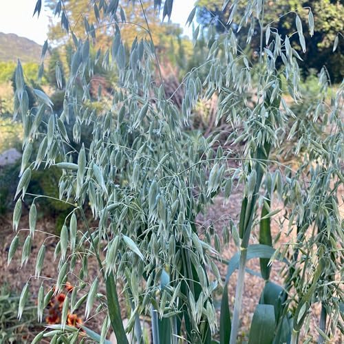 All Good Things Organic Common Oat Seeds for Planting: 275 Count - Image 5