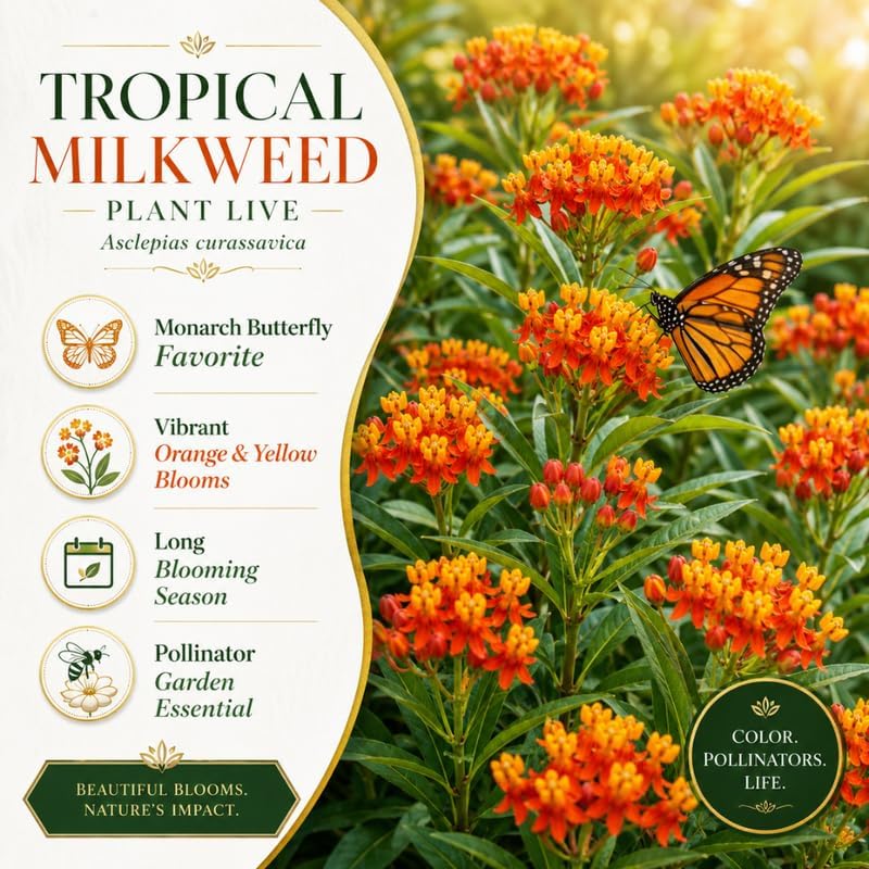 Milkweed Plants Live, Tropical Milkweed Plants, 4-6 Inch Tall - Image 6