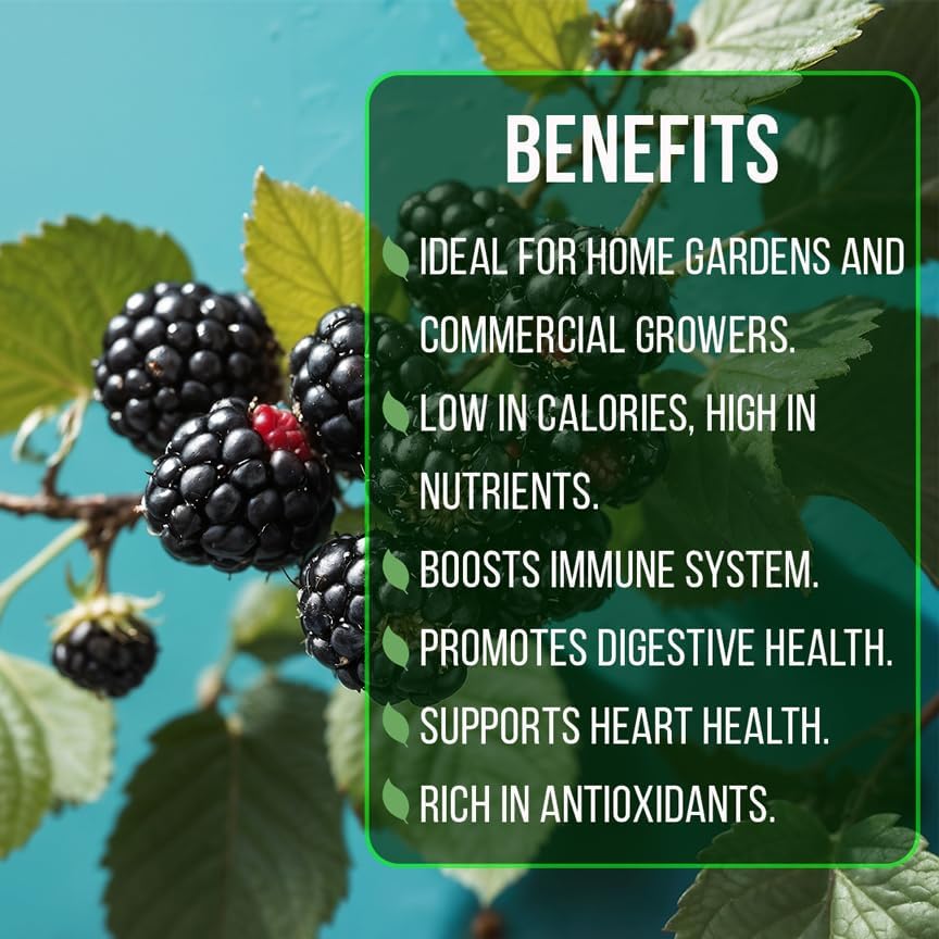 BlackBerry Plants Triple Crown (4 Pack) Live for Sale | Easy to Grow Plants | Edible Fruit Plant for Sustainable Living | Grow Your own Food on Your Organic Garden | Live for Planting | - Image 6