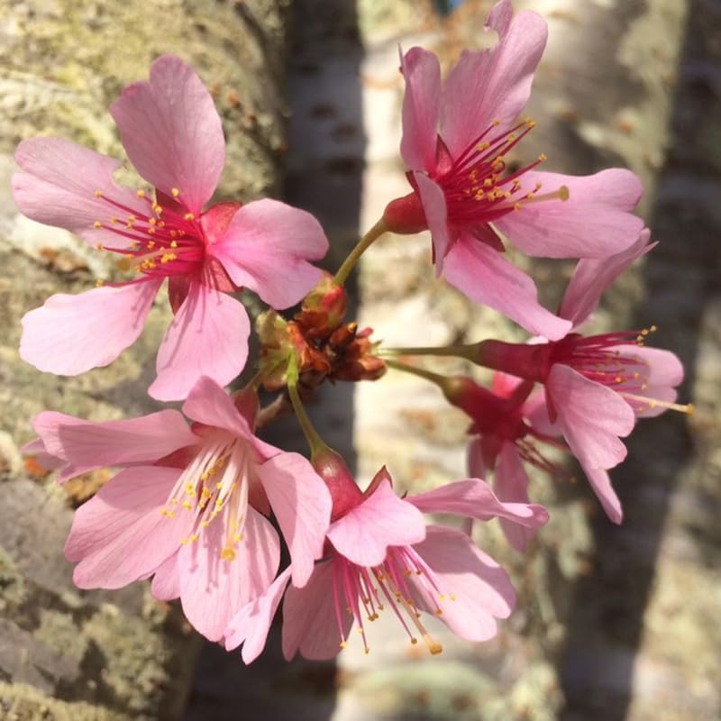 Pink Cherry Blossom Tree Live Plant, Landscape Bloom Tree, 8-12 Inch Tall - Image 4